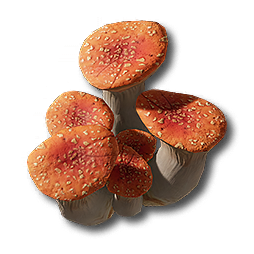 Ruby Bolete