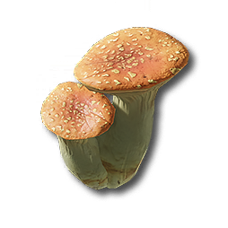Red Bolete
