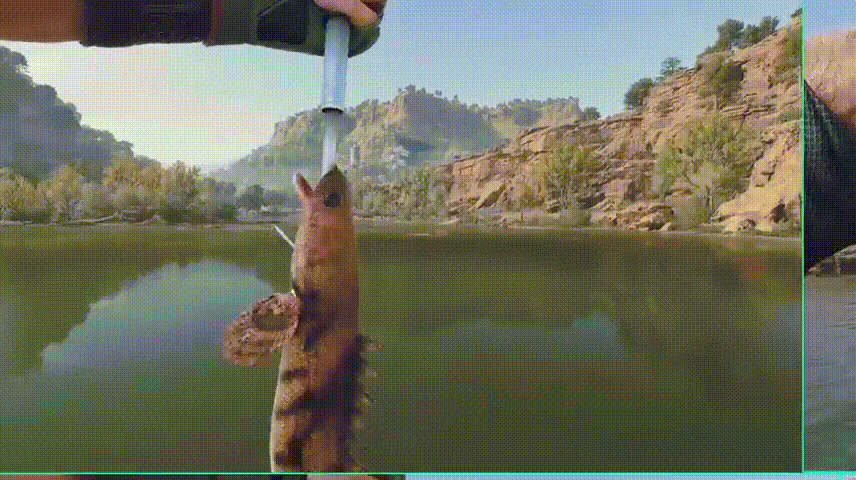 Fish