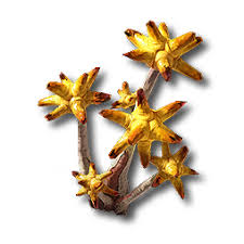 Chrysodendra