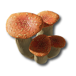Pink Bolete