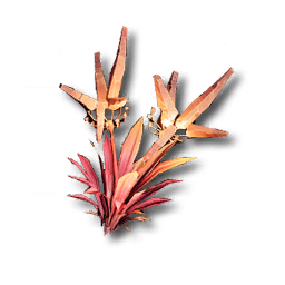 False Aggela