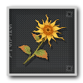 Luminous Calendula