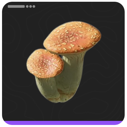 Pink Bolete